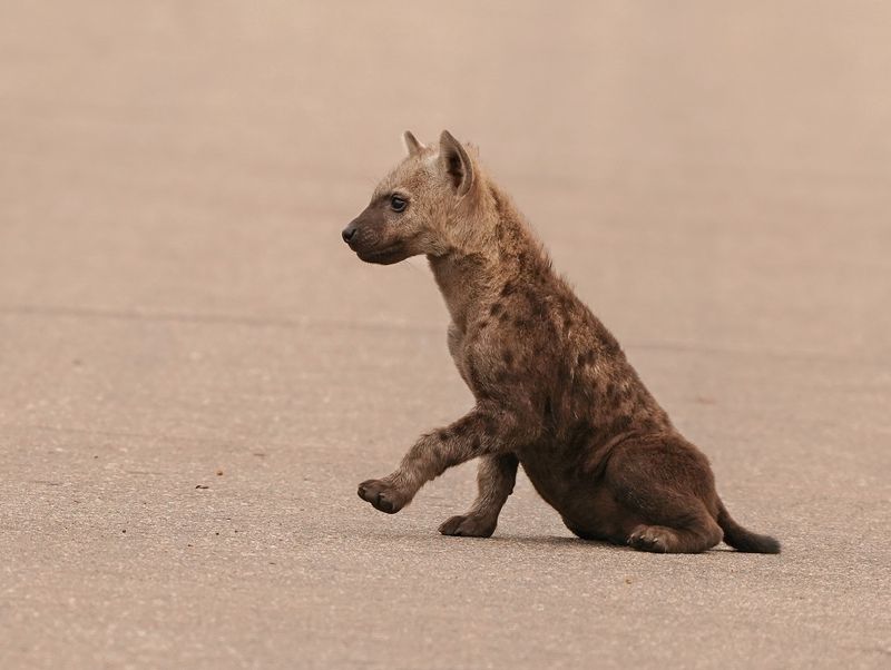 Gevlekte Hiëna / Spotted Hyena