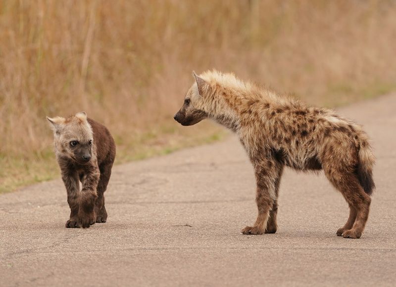Gevlekte Hiëna / Spotted Hyena