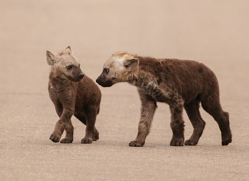 Gevlekte Hiëna / Spotted Hyena