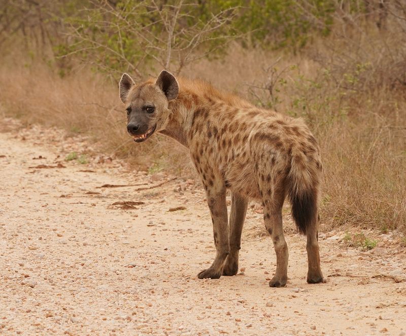 Gevlekte Hiëna / Spotted Hyena