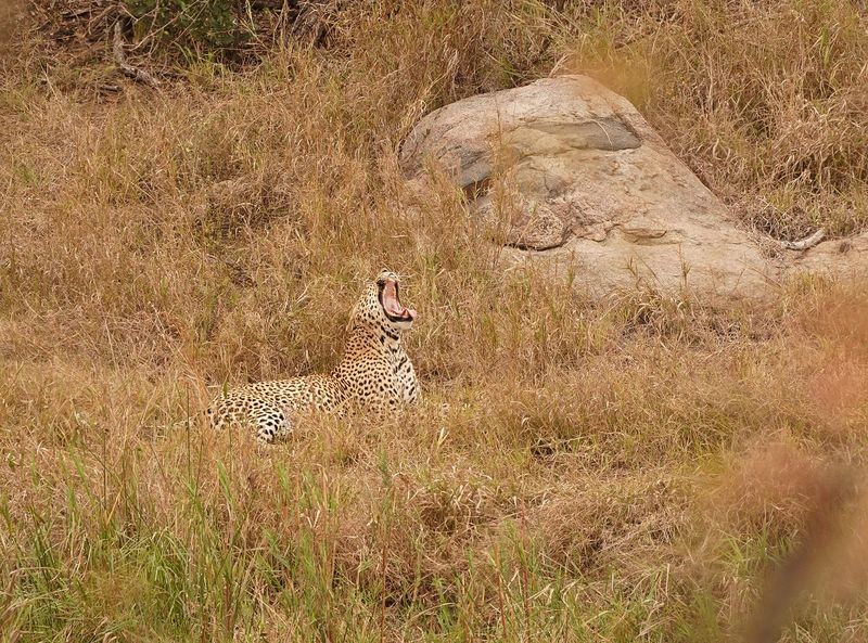 Luiperd / Leopard
