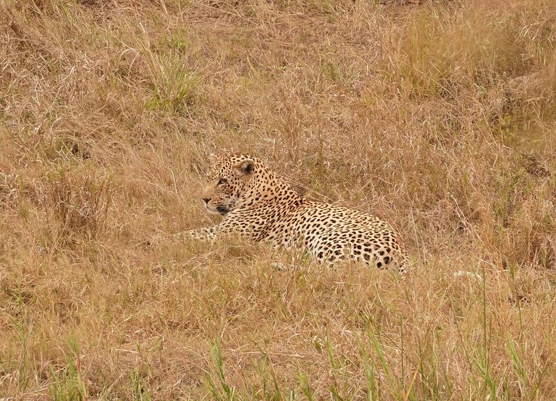 Luiperd / Leopard