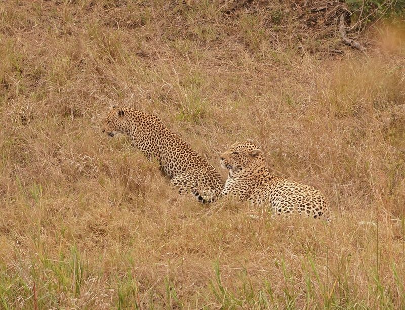 Luiperd / Leopard