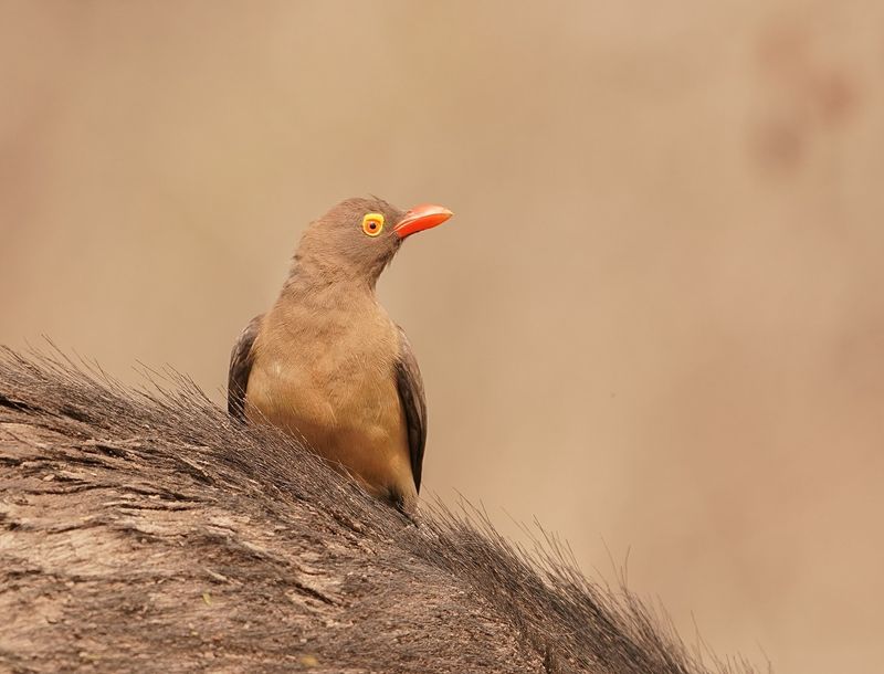 Rooibekrenostervoël / Red-billed Oxpecker