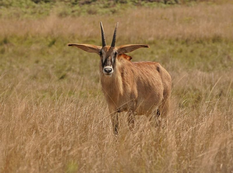 Bastergemsbok / Roan Antelope