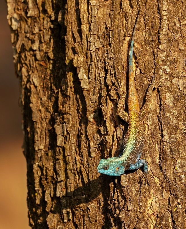 Bloukopkoggelmander / Southern Tree Agama