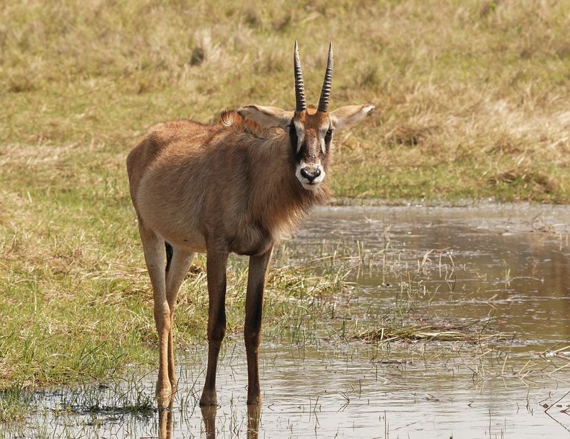 Bastergemsbok / Roan Antelope