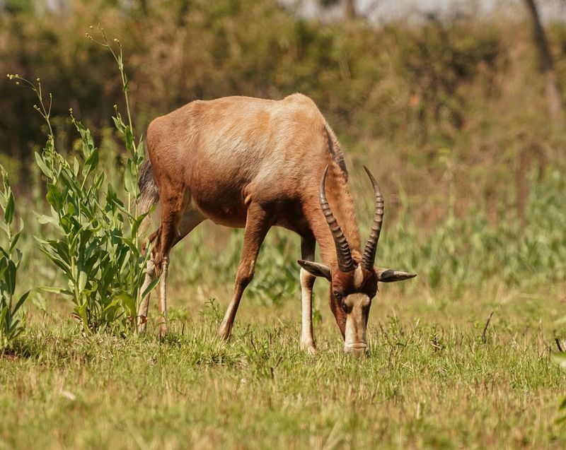 Blesbok / Bontebok
