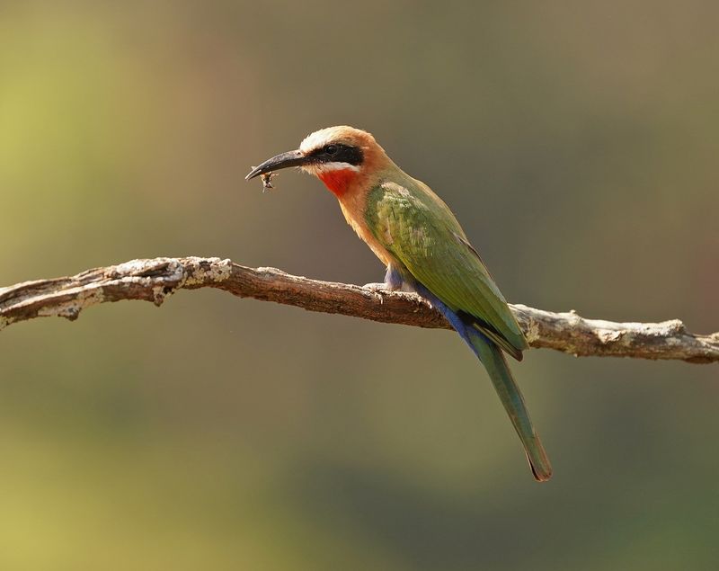 Rooikeelbyvreter / White-fronted Bee-eater