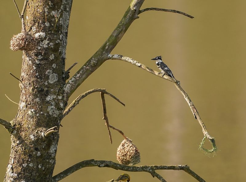 Bontvisvanger / Pied Kingfisher