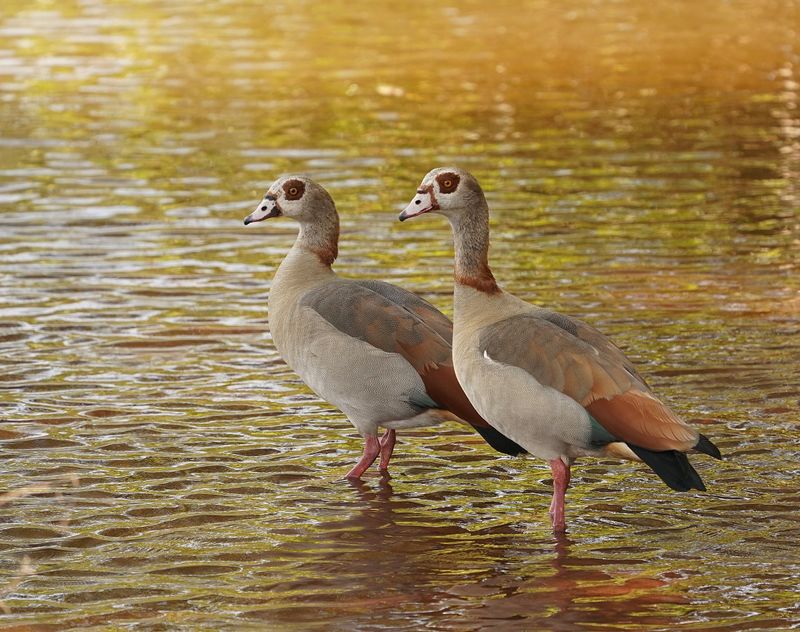 Kolgans / Egyptian Goose