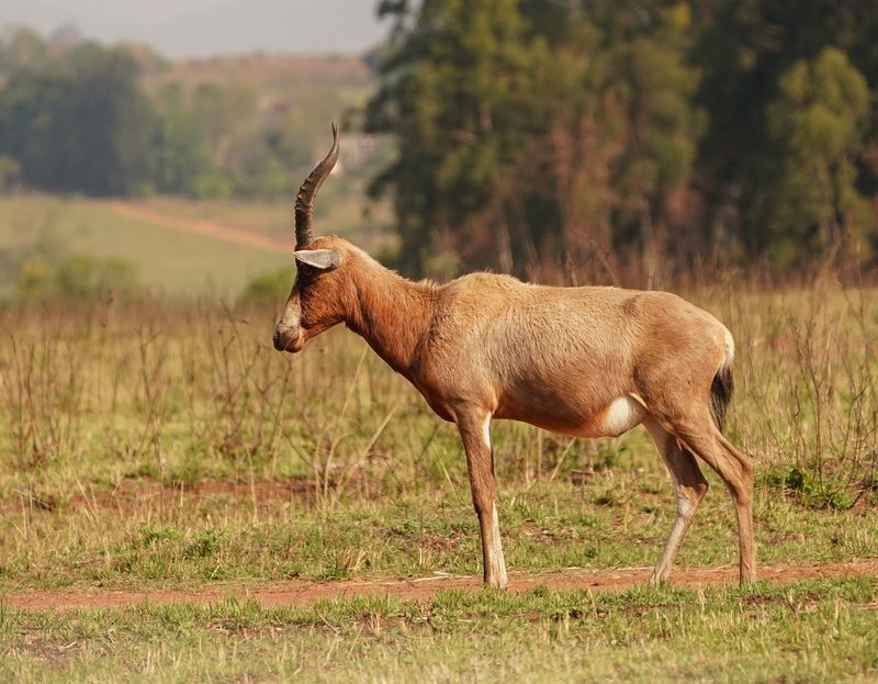 Blesbok / Bontebok