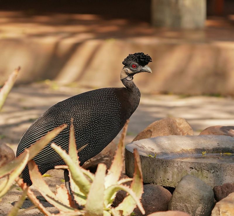 Kuifkoptarentaal / Crested Guineafowl
