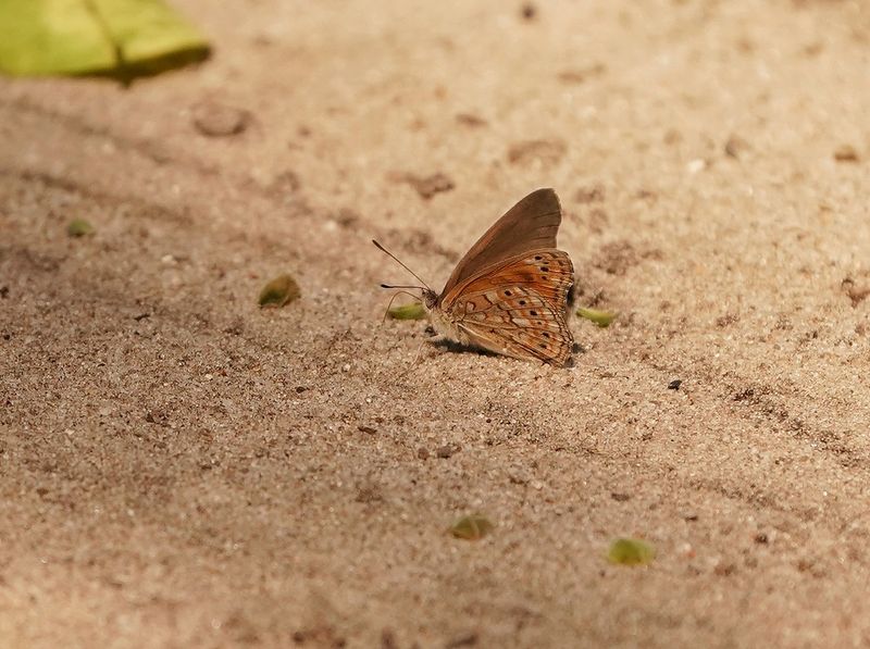 Donker Boombruintjie / Boisduvals Tree Nymph