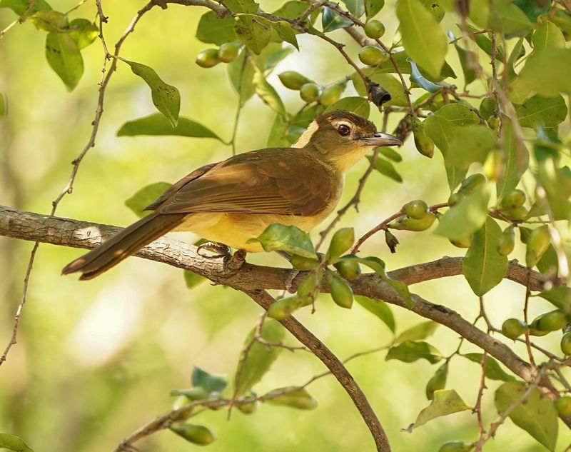 Geelborswillie / Yellow-bellied Greenbul