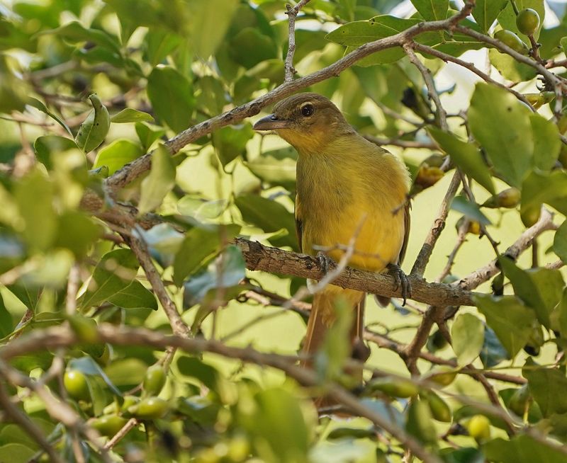 Geelborswillie / Yellow-bellied Greenbul