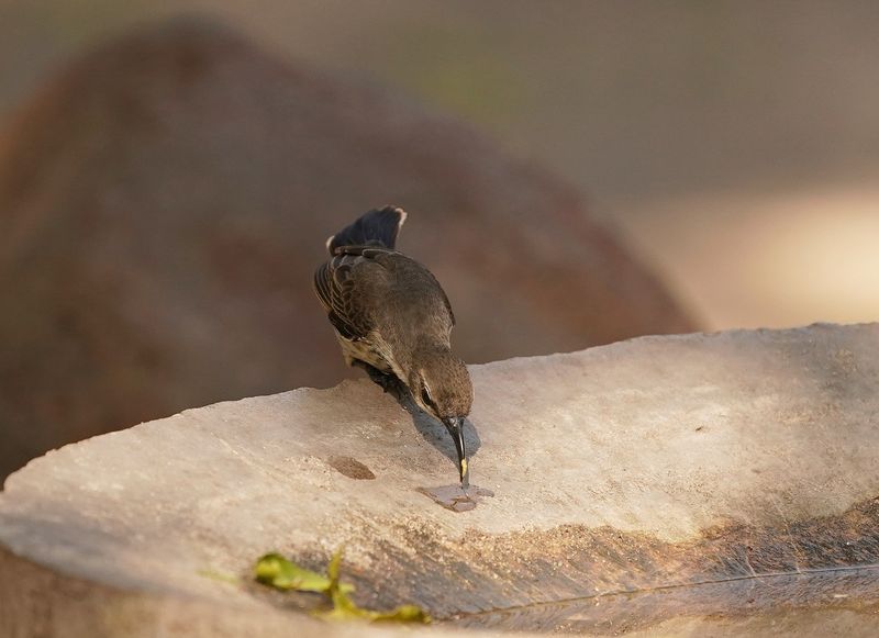 Maricosuikerbekkie / Marico Sunbird