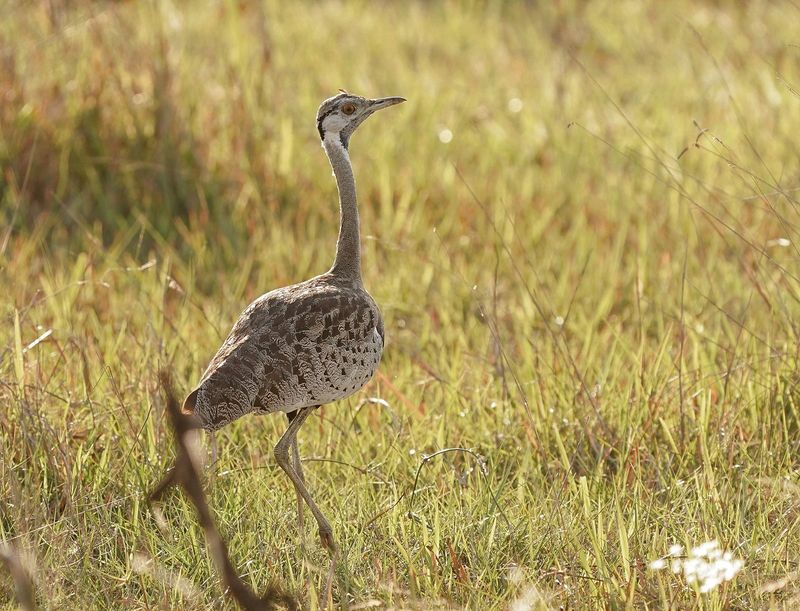 Langbeenkorhaan / Black-bellied Bustard