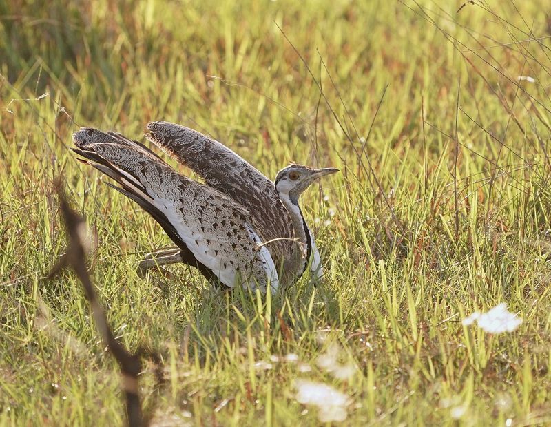 Langbeenkorhaan / Black-bellied Bustard