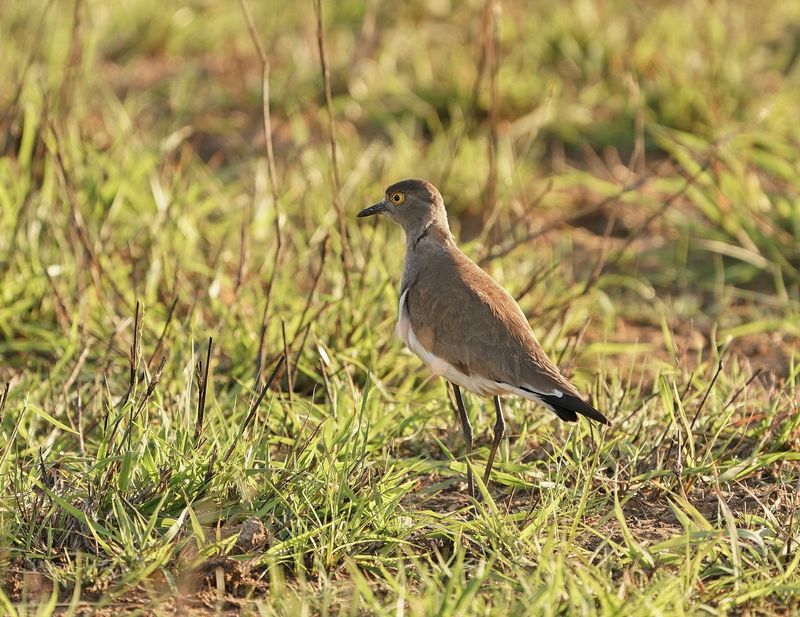 Kleinswartvlerkkiewiet / Senegal Lapwing