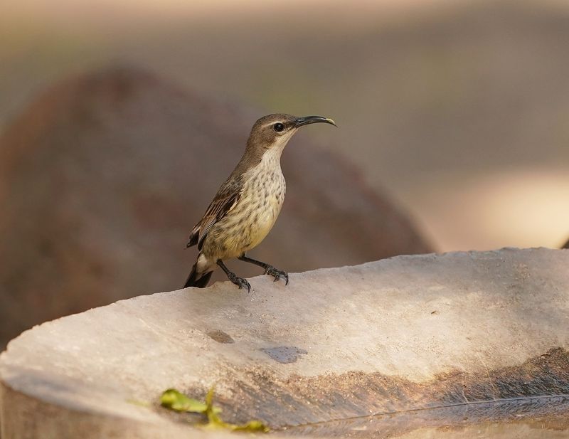 Maricosuikerbekkie / Marico Sunbird