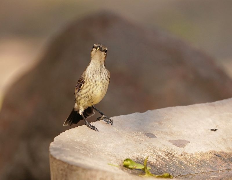 Maricosuikerbekkie / Marico Sunbird