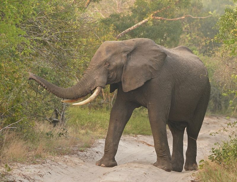 Savanne-olifant / African Elephant