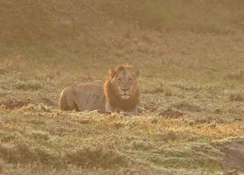 Leeu / Lion
