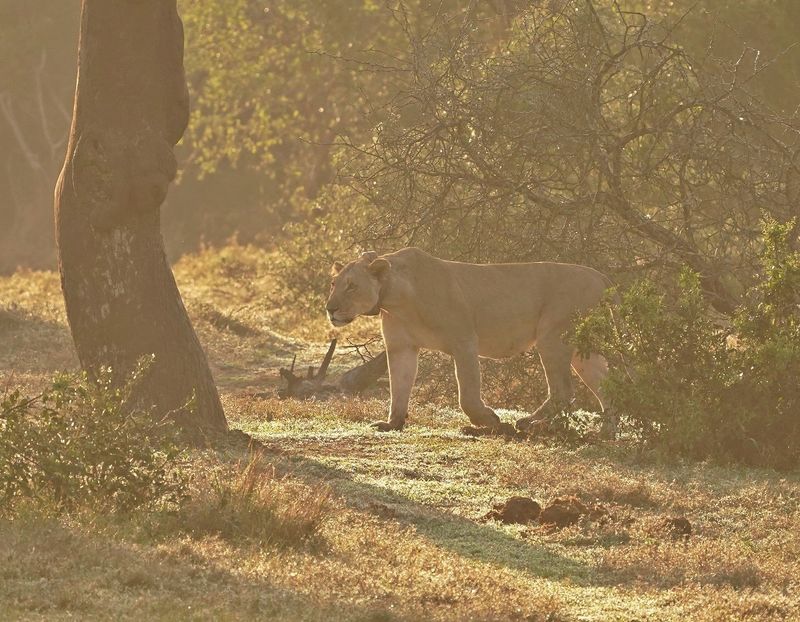 Leeu / Lion