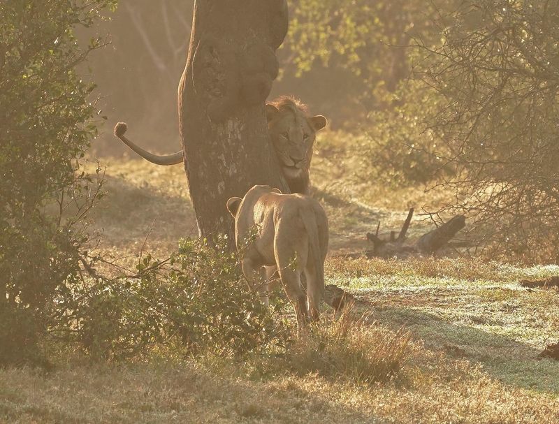 Leeu / Lion