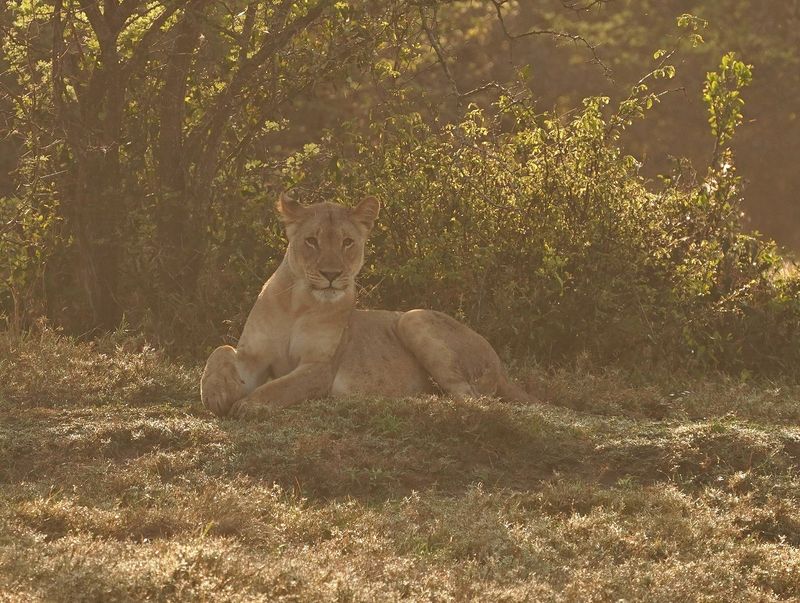 Leeu / Lion