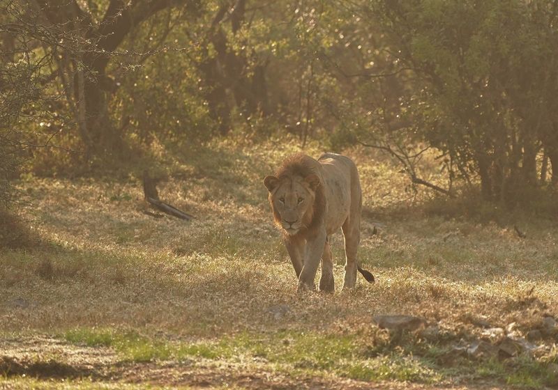 Leeu / Lion