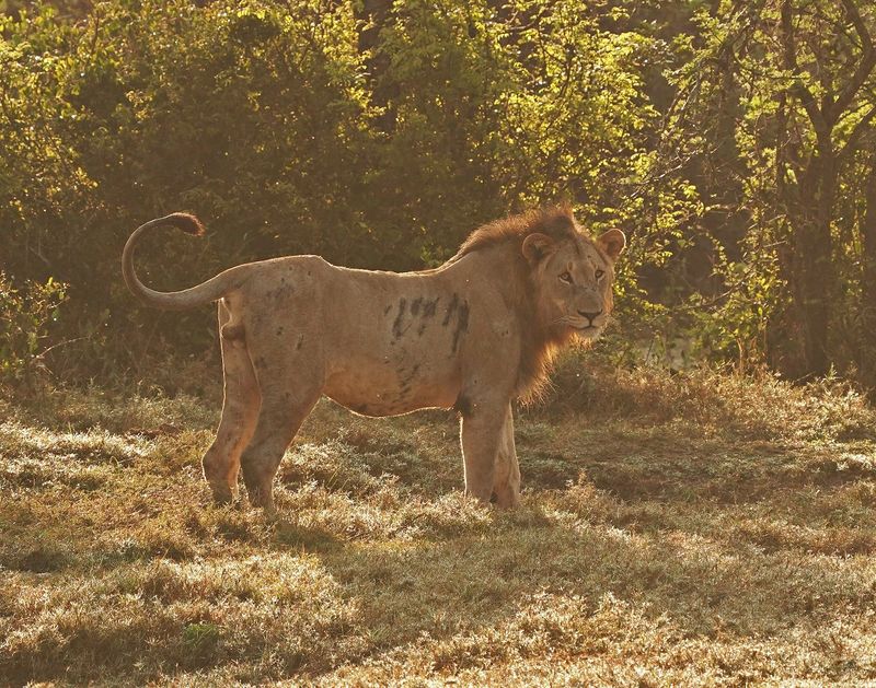 Leeu / Lion