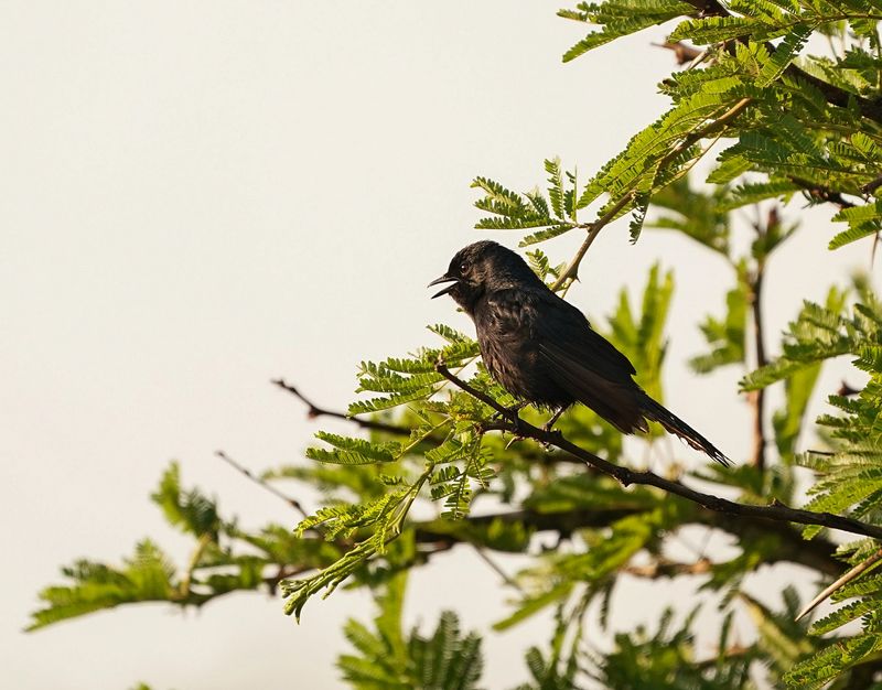 Swartvlieënvanger / Southern Black Flycatcher