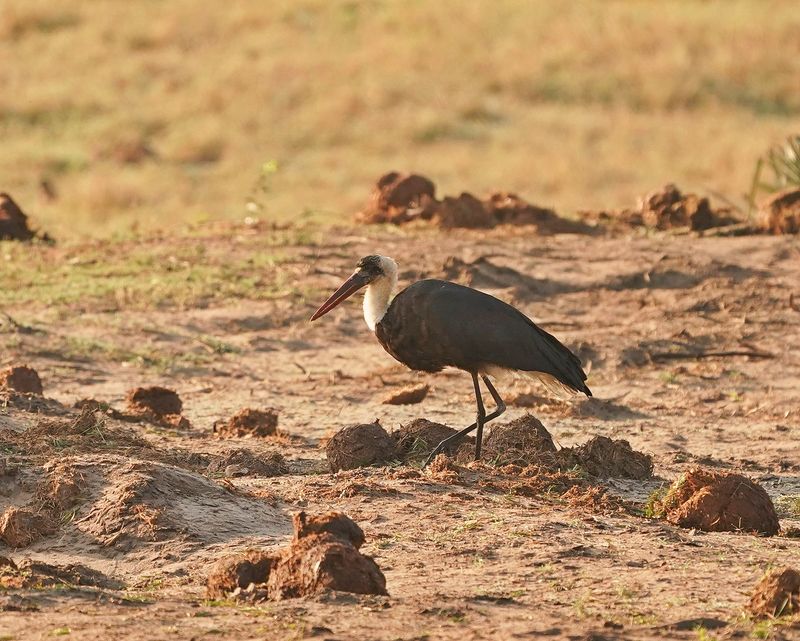 Wolnekooievaar / Woolly-necked Stork