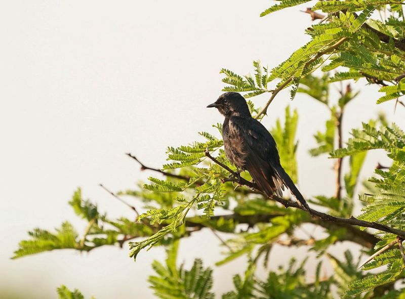 Swartvlieënvanger / Southern Black Flycatcher