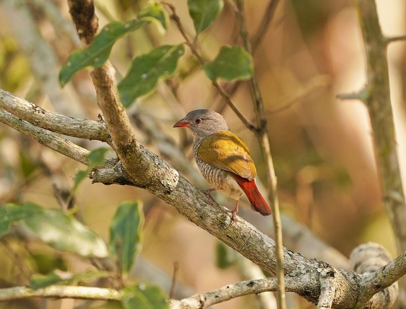 Gewone Melba / Green-winged Pytilla
