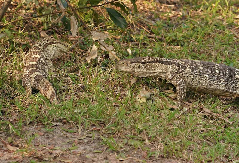 Veldlikkewaan / Rock Monitor