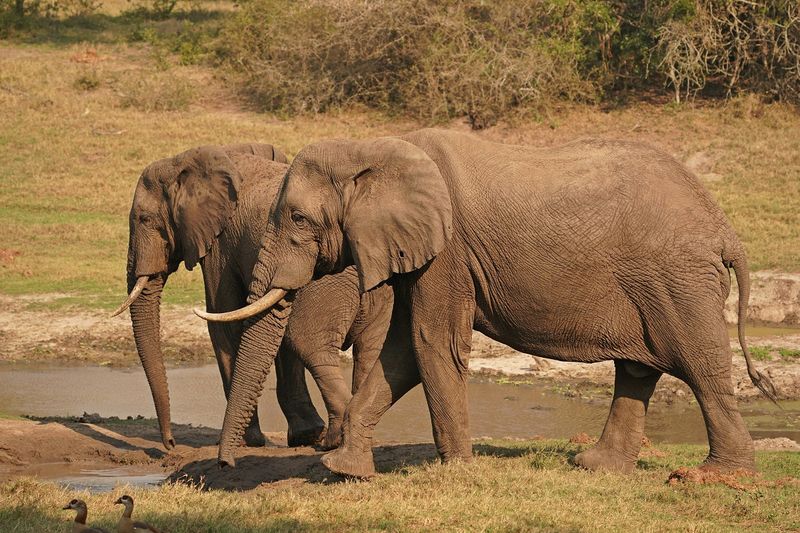 Savanne-olifant / African Elephant