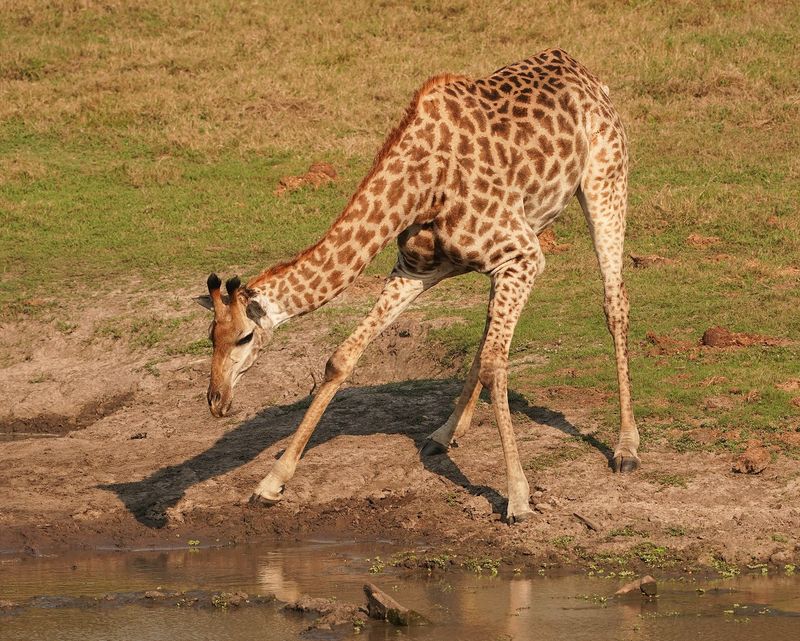 Kameelperd / Giraffe