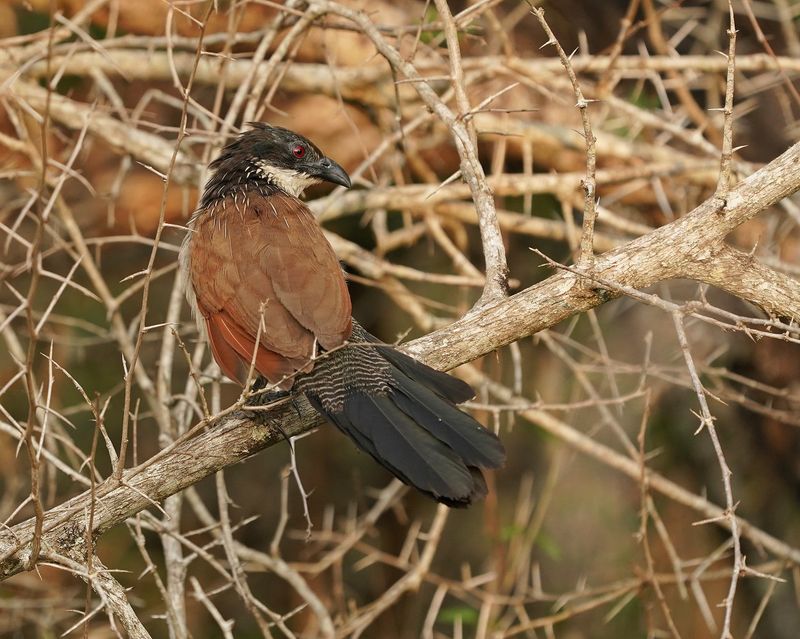 Gewone Vleiloerie / Burchells Coucal