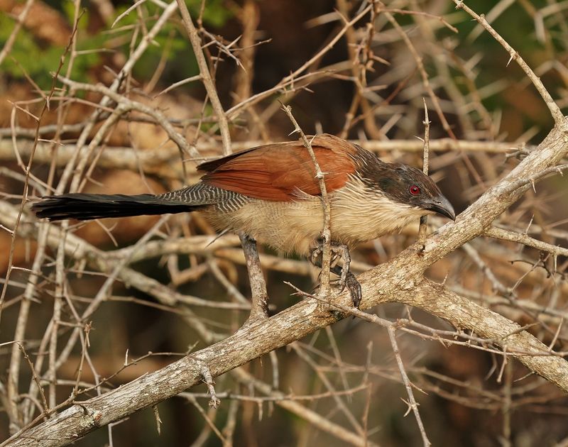 Gewone Vleiloerie / Burchells Coucal