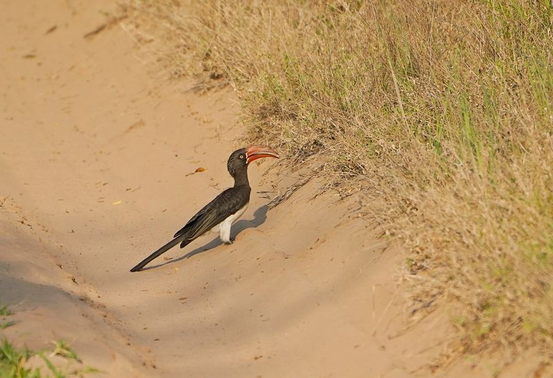 Gekroonde Neushoringvoël / Crowned Hornbill