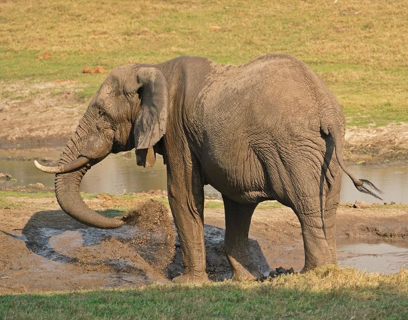 Savanne-olifant / African Elephant