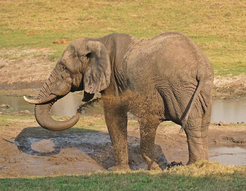 Savanne-olifant / African Elephant