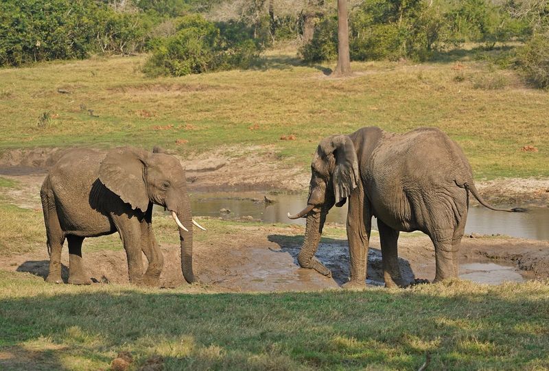Savanne-olifant / African Elephant