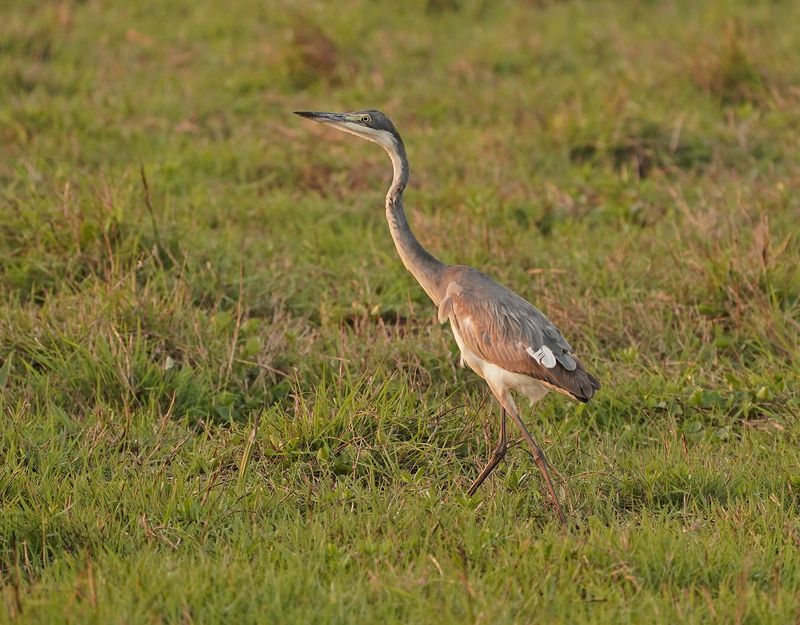 Swartkopreier / Black-headed Heron
