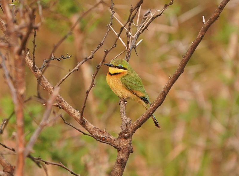Kleinbyvreter / Little Bee-eater