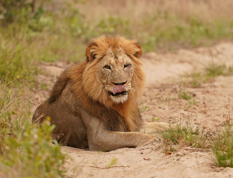 Leeu / Lion