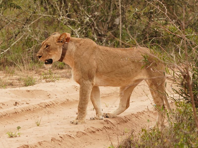 Leeu / Lion